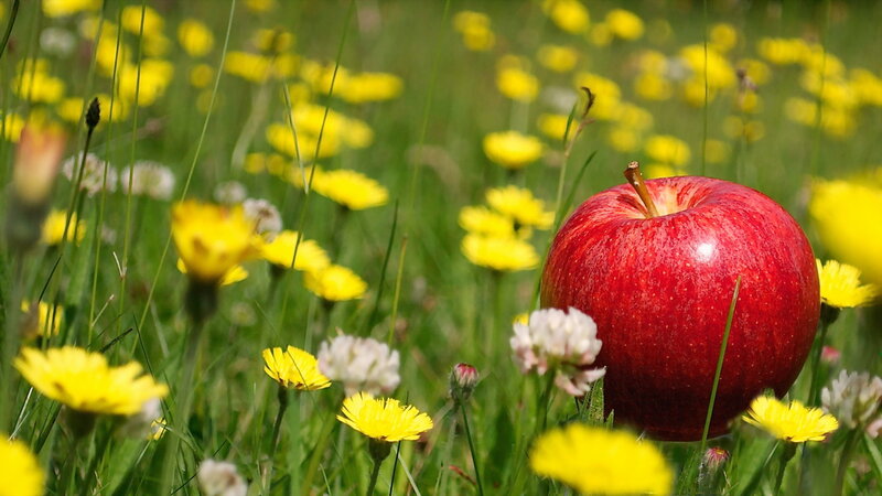 Red Apple in Field
