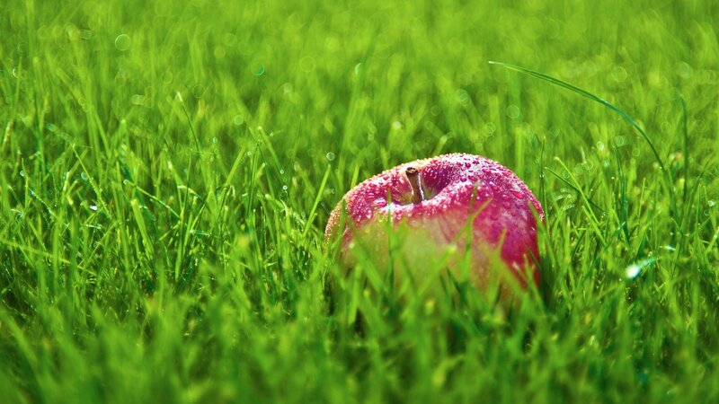 Red Apple in Grass — Green, Serene