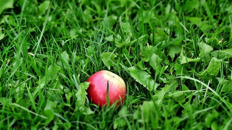 Red Apple in Grass — Green