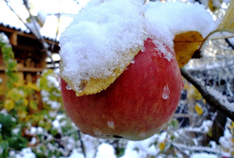 Red Apple in Snow
