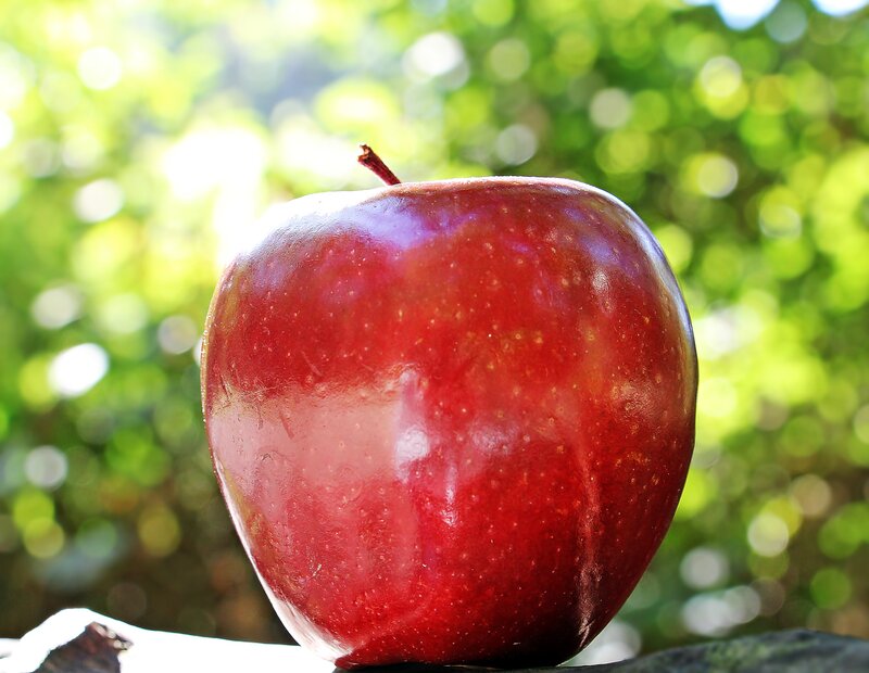 Red apple in sunlight