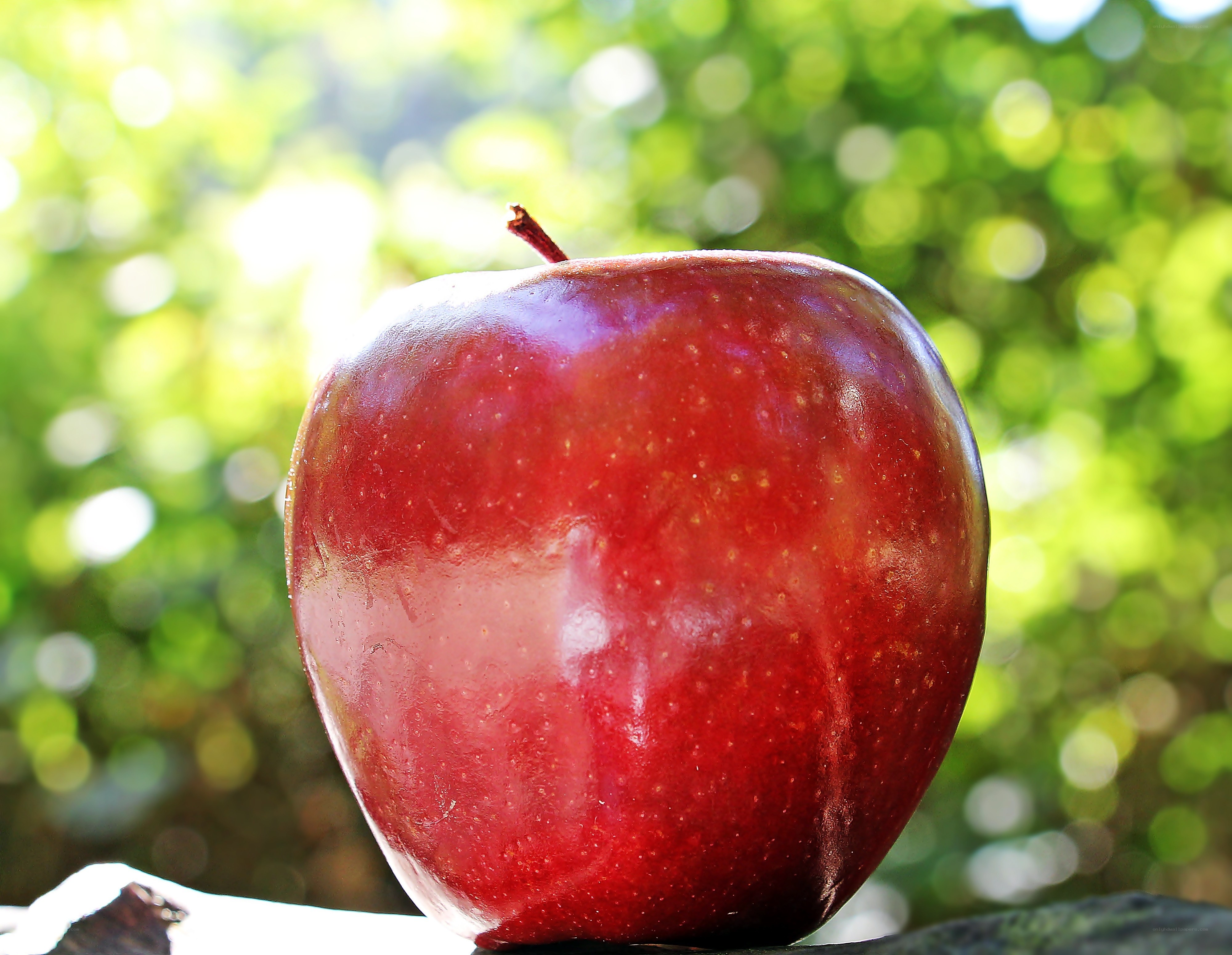 Red apple in sunlight