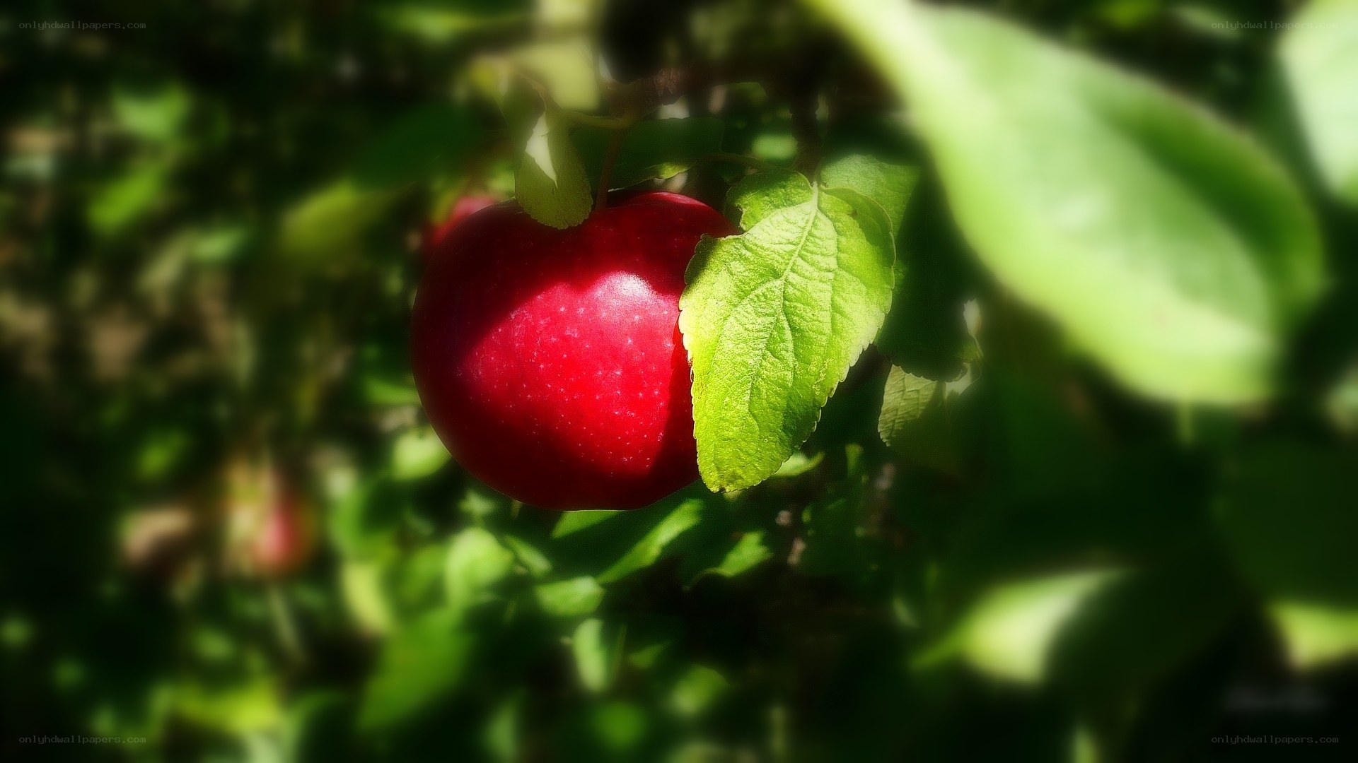 red apple on a tree