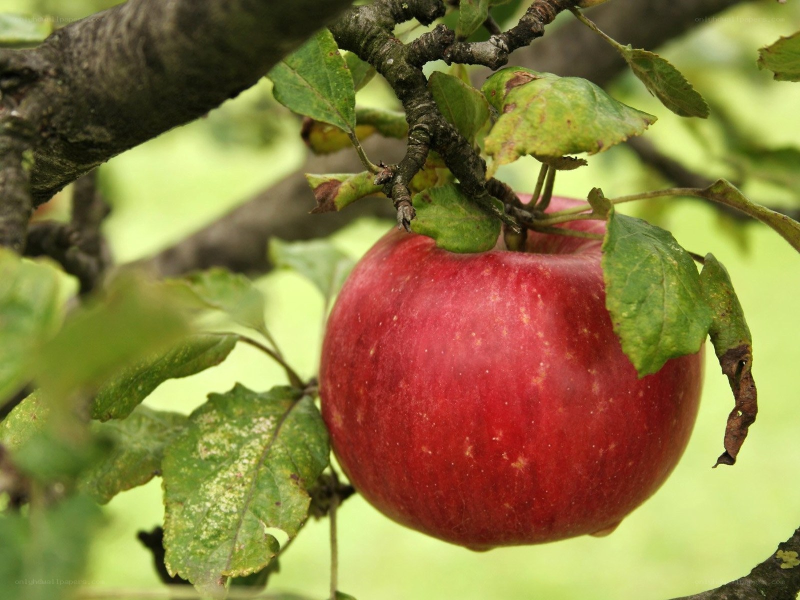 Red apple on a tree branch