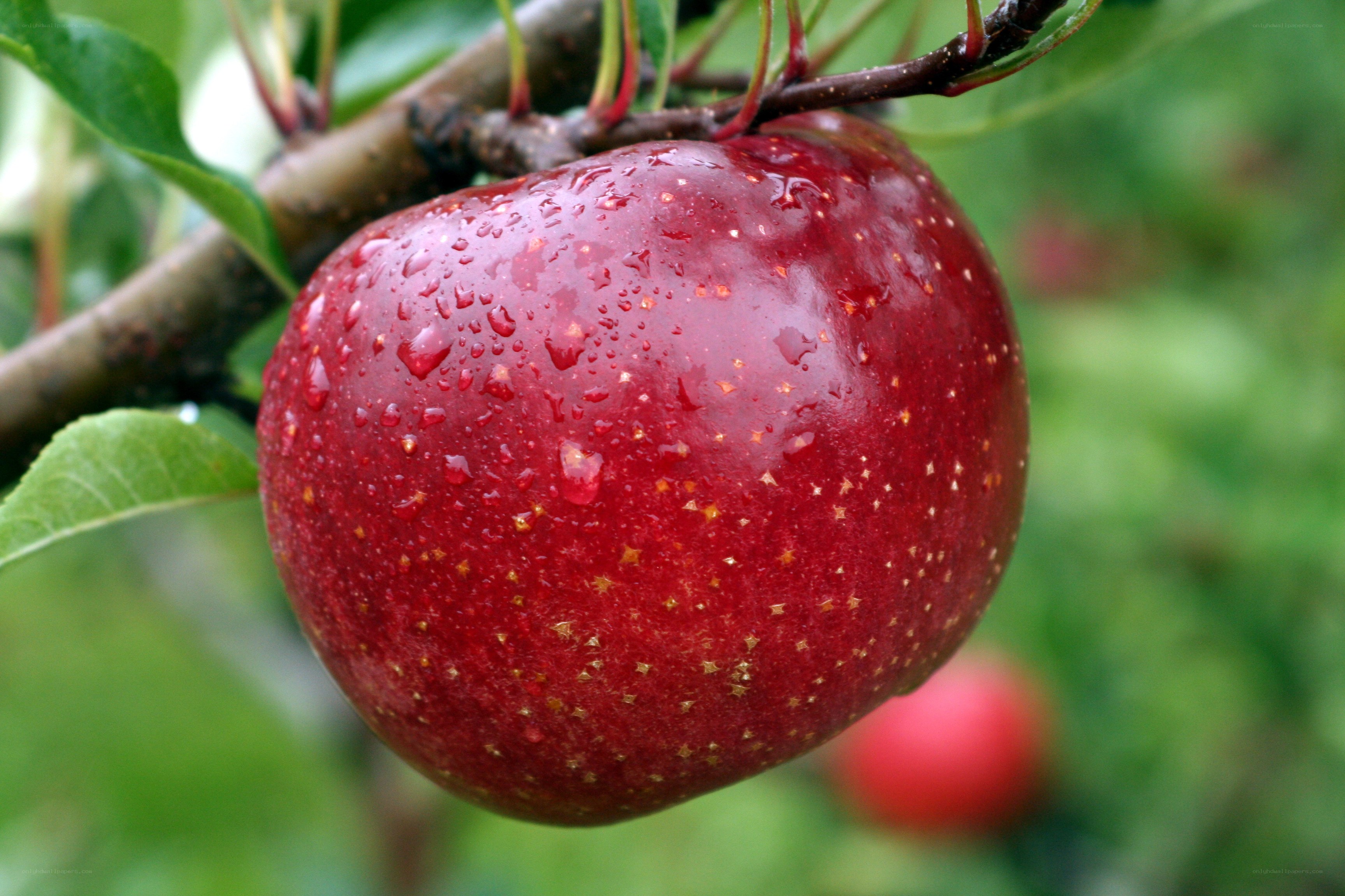 Red apple on a tree branch