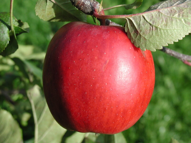 Red apple on a tree branch