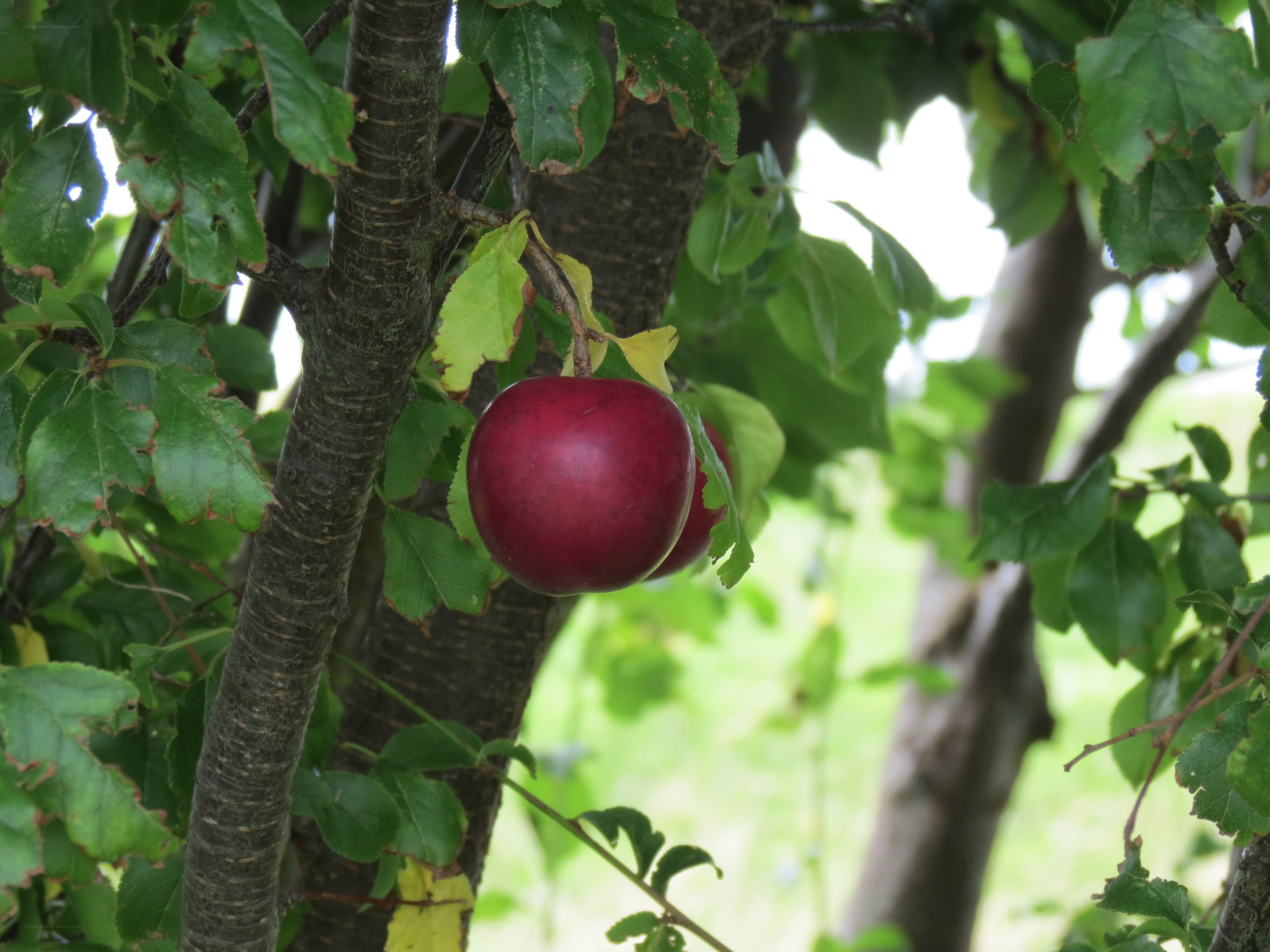 Red apple on a tree branch