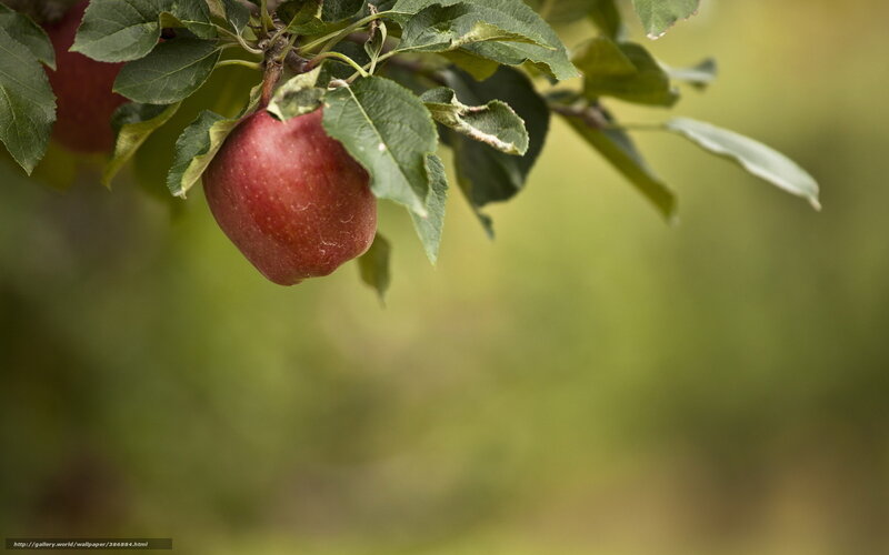 Red apple on a tree branch