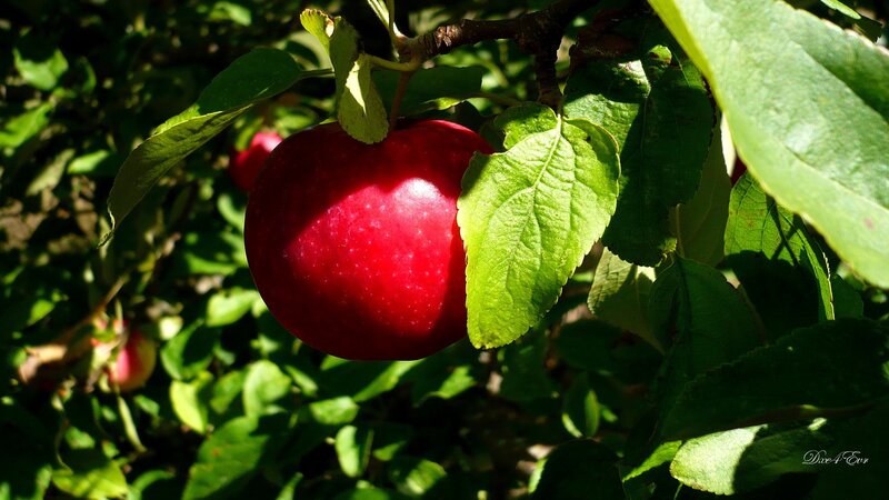 Red apple on a tree
