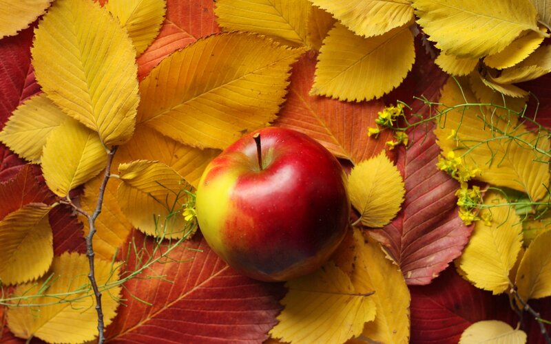 Red Apple on Autumn Leaves