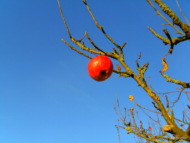 Red Apple on Branch — Blue