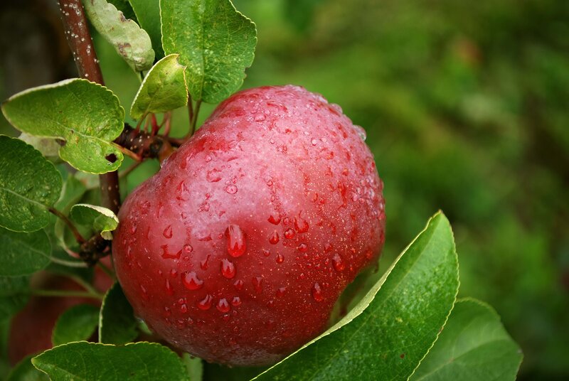 Red Apple on Branch — Natural