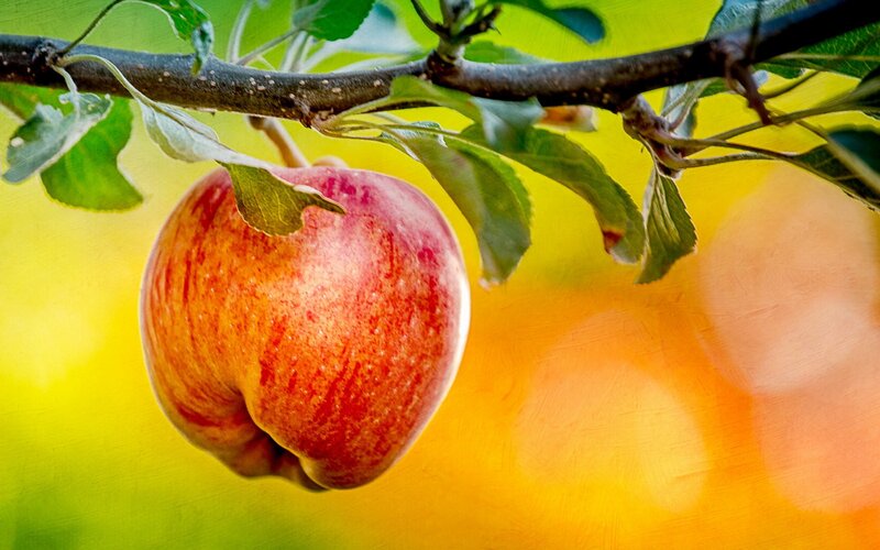 Red Apple on Branch — Serene, Afternoon