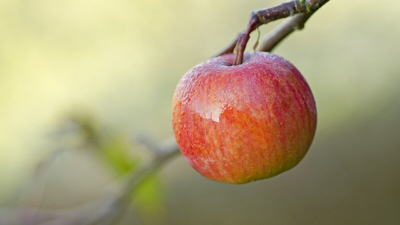 Red Apple on Branch — Serene, Autumn