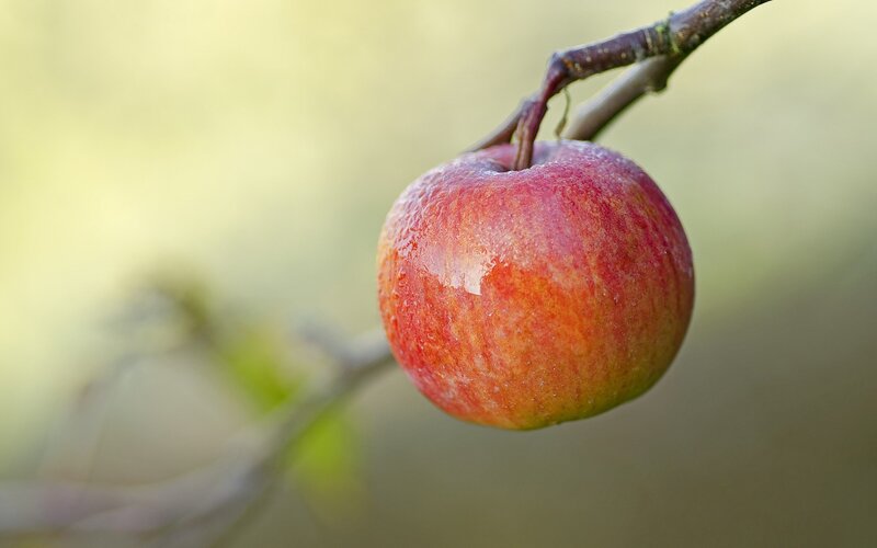 Red Apple on Branch — Serene