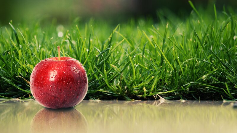 Red apple on grass