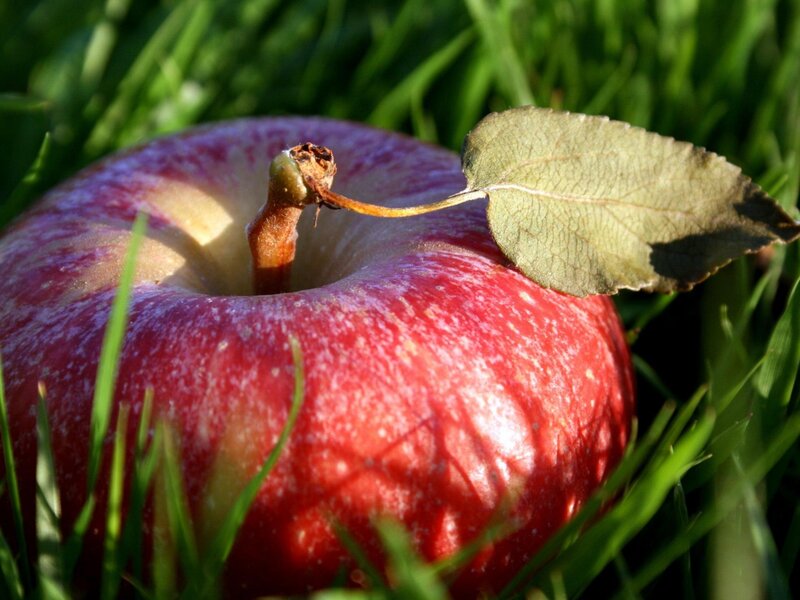 Red Apple on Grass — Natural, Afternoon