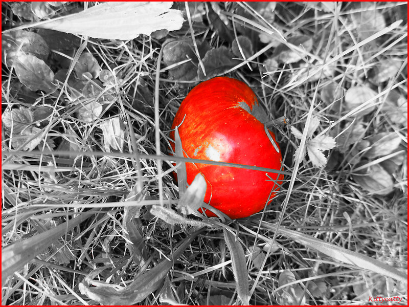 Red Apple on Grass — Natural