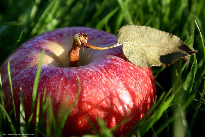 Red Apple on Grass — Serene, Afternoon