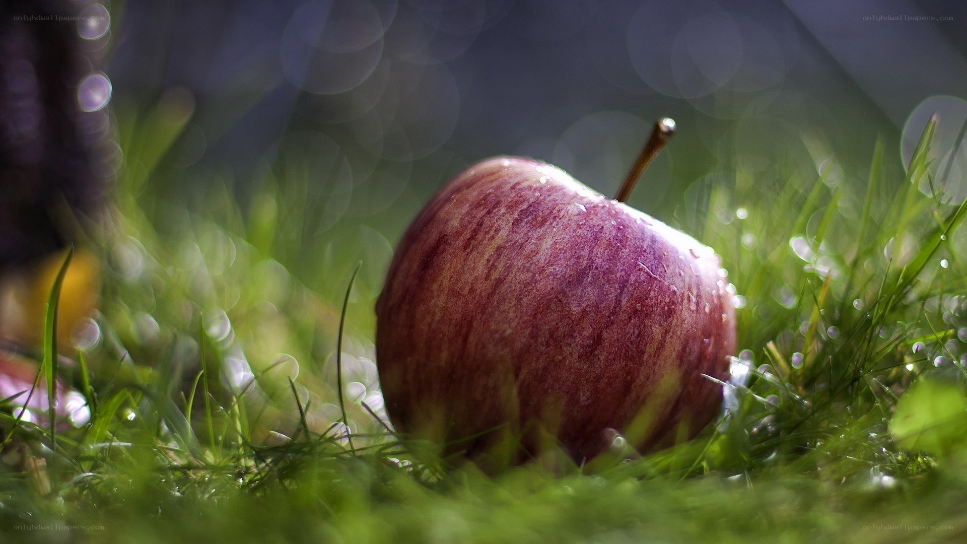 red apple on green grass
