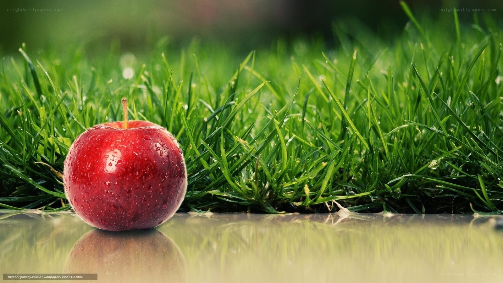 Red apple on green grass