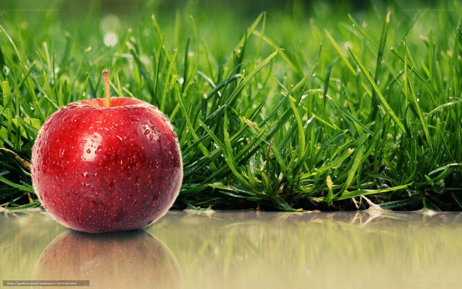 Red apple on green grass