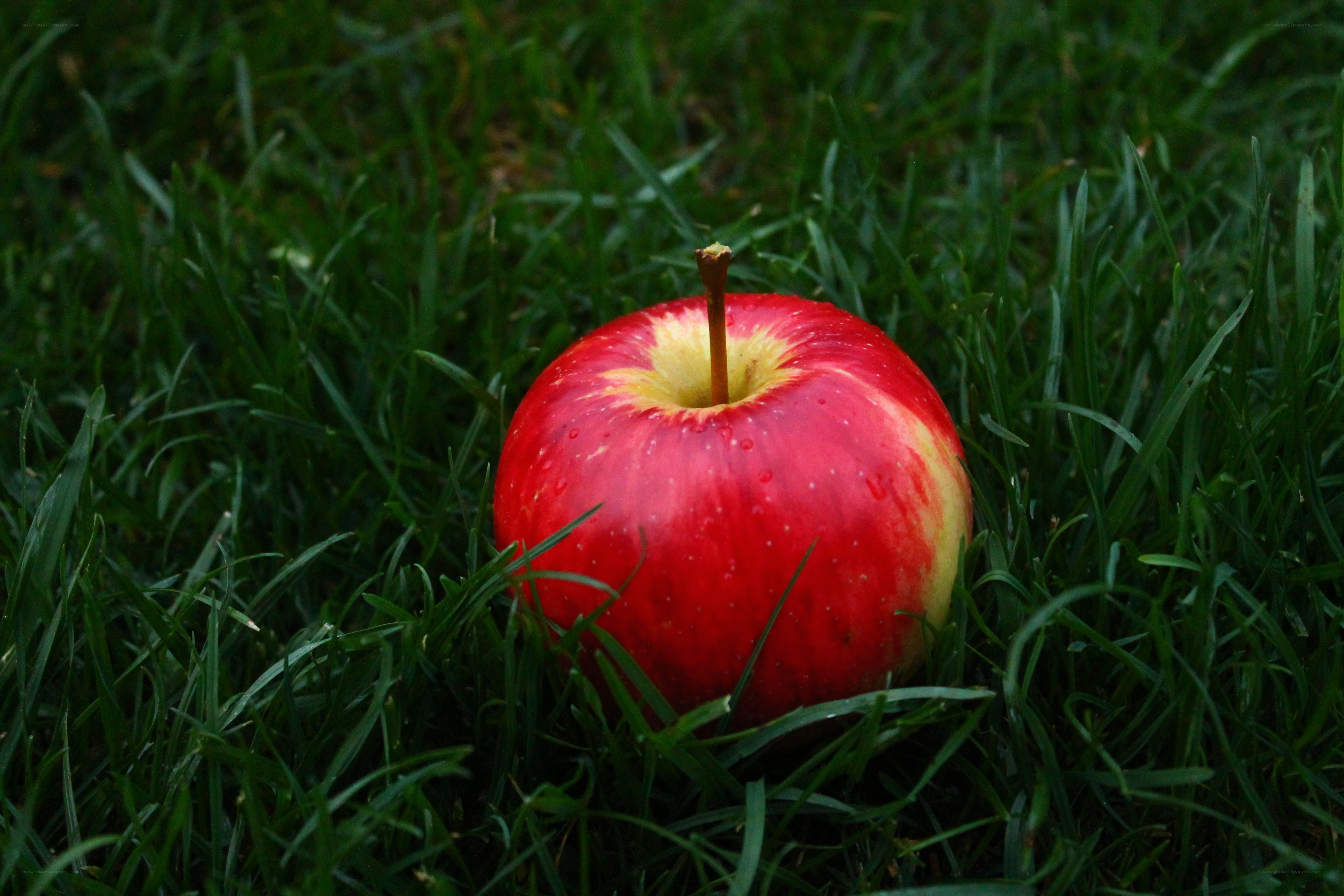 Red apple on green grass