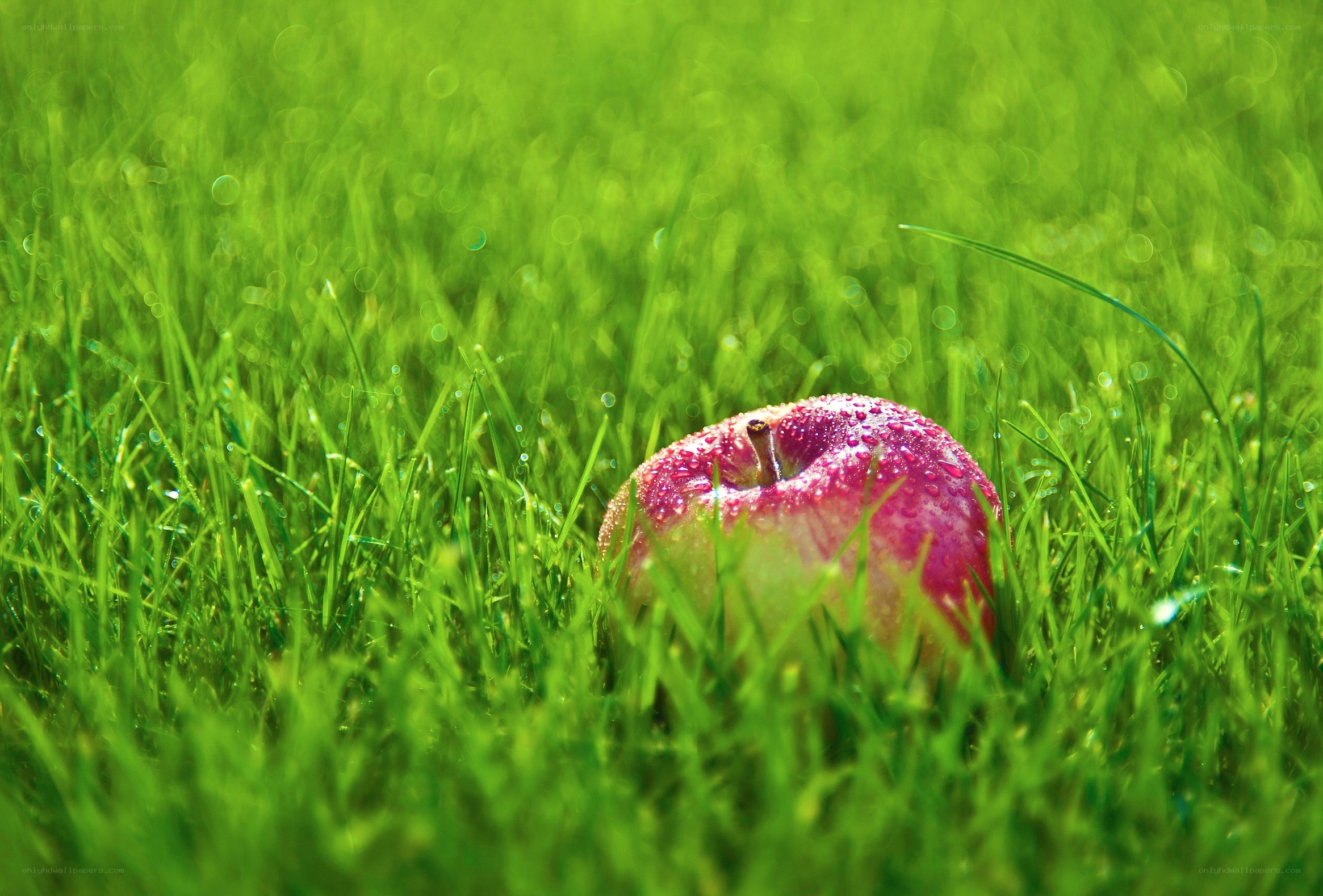red apple on green grass
