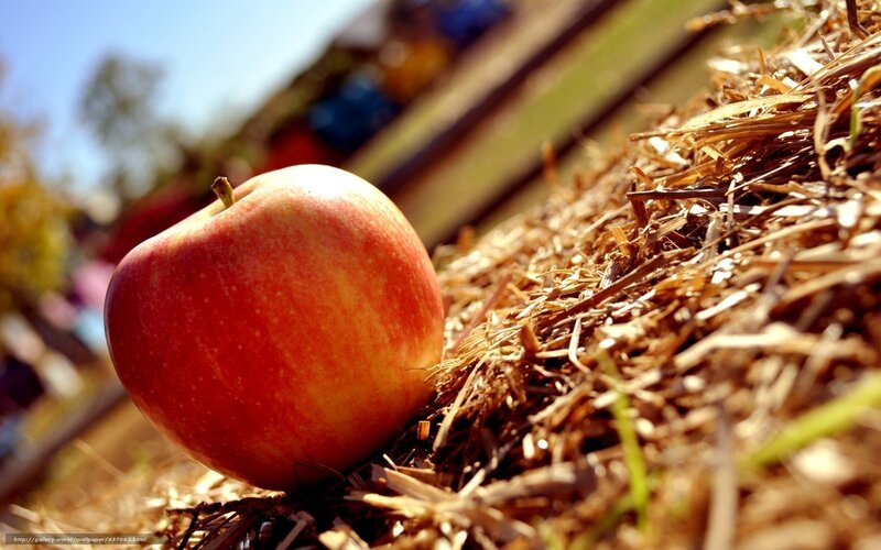 red apple on hay