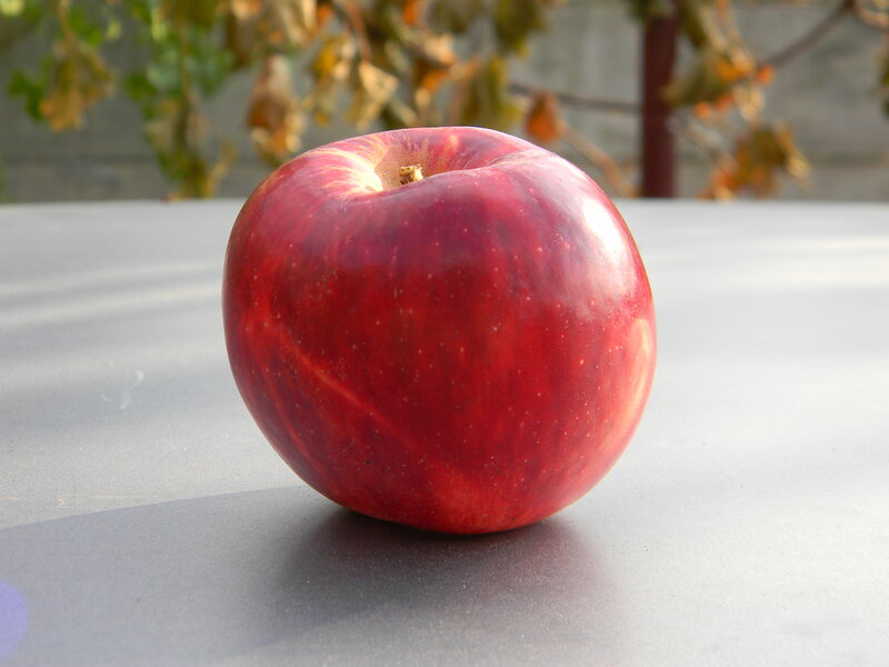 Red Apple on Table — Calm