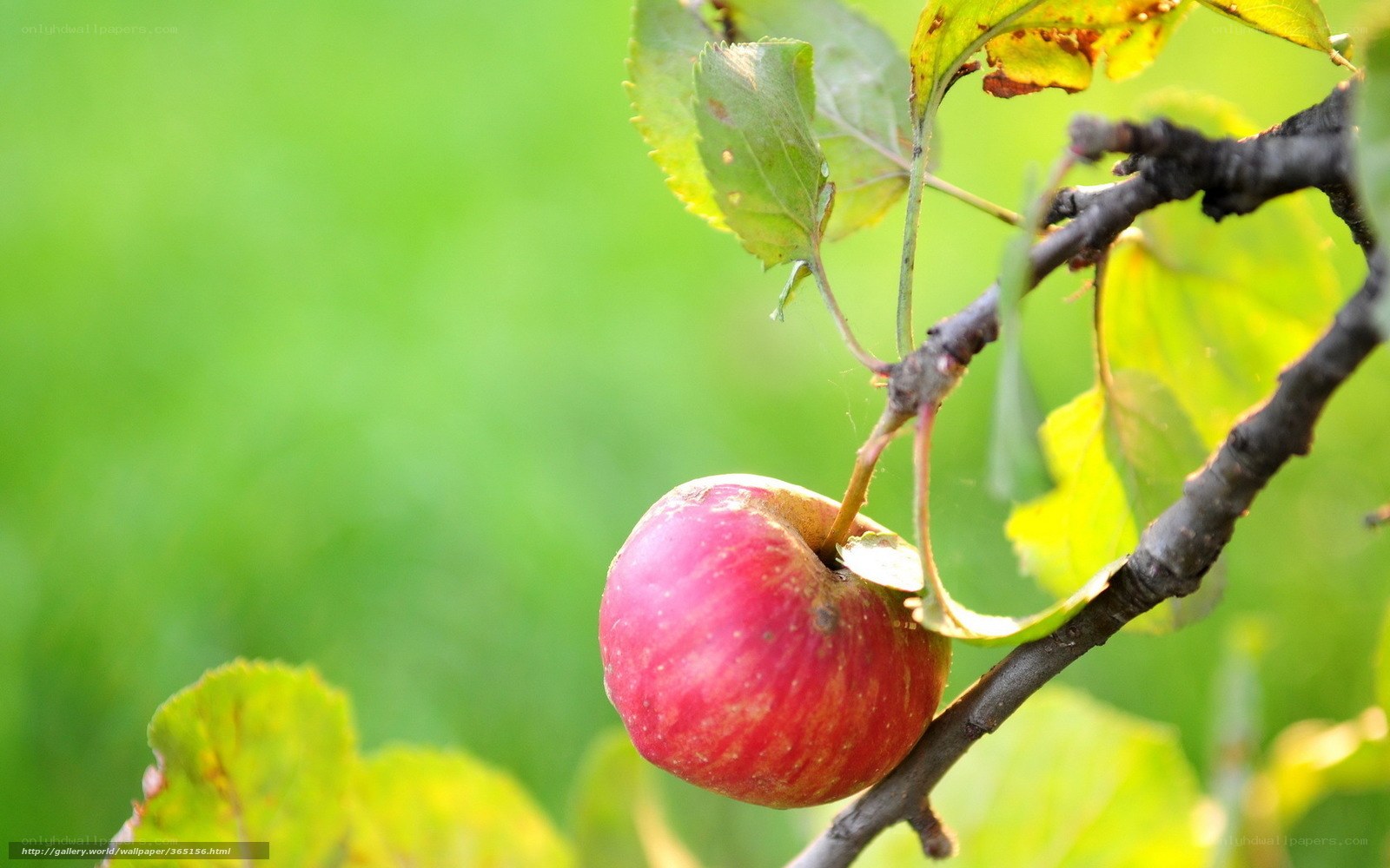 red apple on tree branch