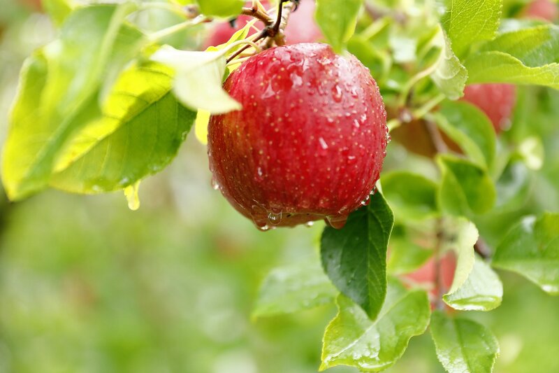 Red Apple on Tree — Fresh