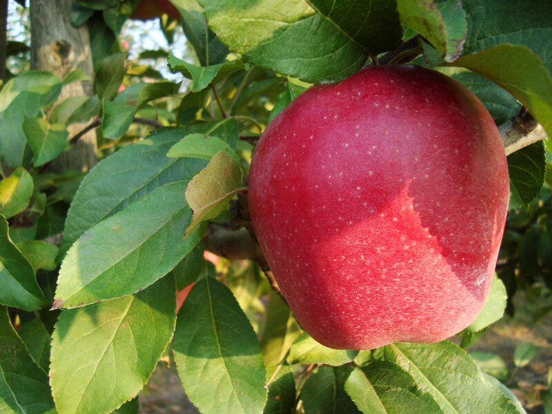 Red Apple on Tree — Natural, Afternoon, Photograph, Leaves, Branch
