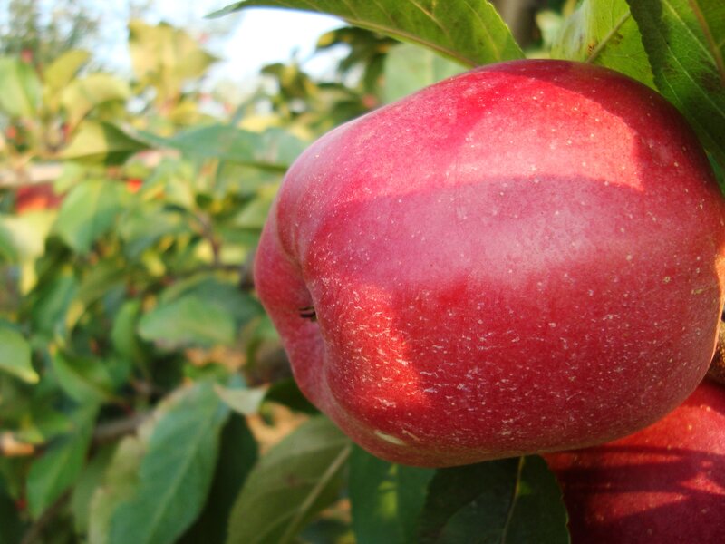 Red Apple on Tree — Natural, Afternoon, Photograph, Leaves