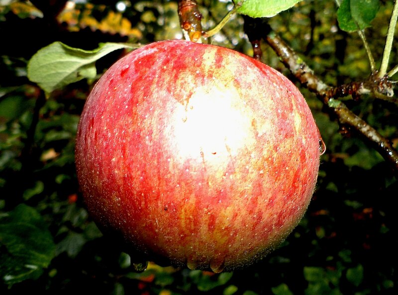 Red Apple on Tree — Natural, Afternoon, Photograph