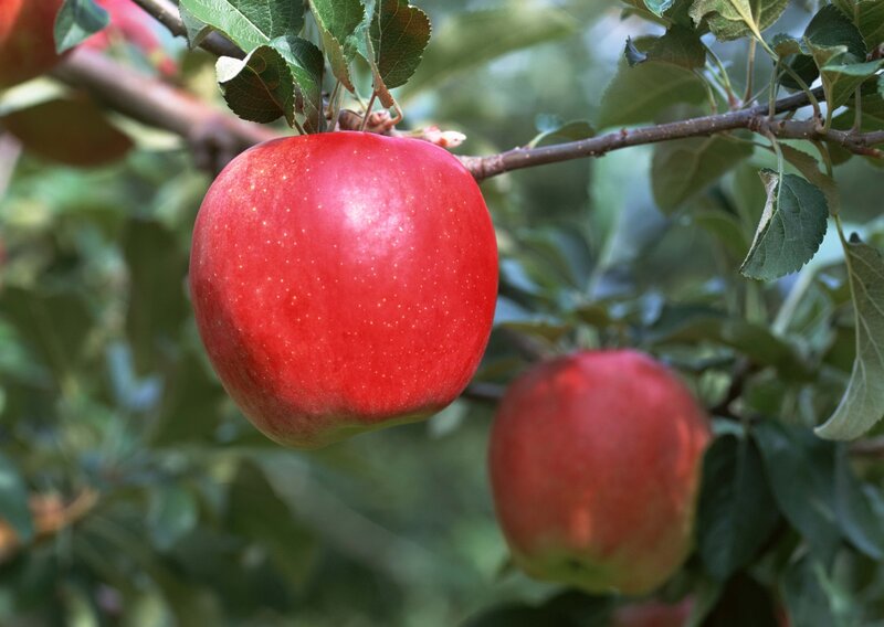 Red Apple on Tree — Natural, Afternoon, Photograph, Tree Branch