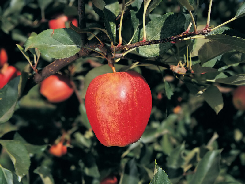 Red Apple on Tree — Natural, Afternoon