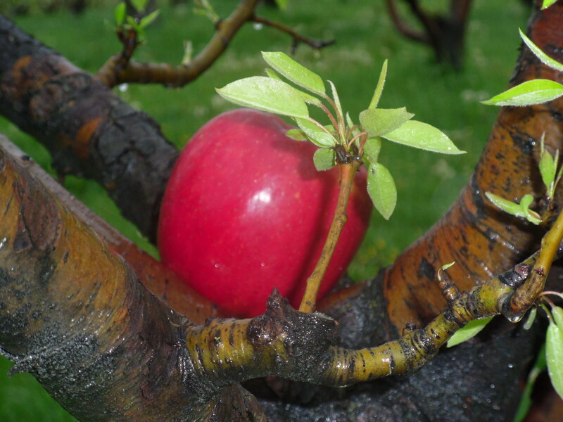 Red Apple on Tree — Natural, Spring