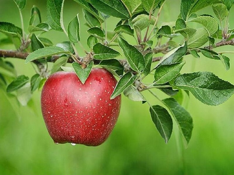 Red Apple on Tree — Natural, Summer, Photograph