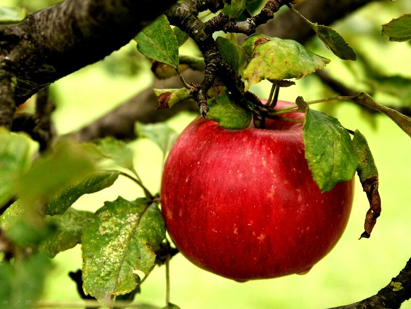 Red Apple on Tree — Natural, Summer, Photograph, Tree Branch
