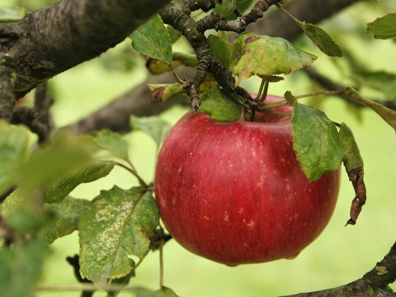 Red Apple on Tree — Natural, Summer