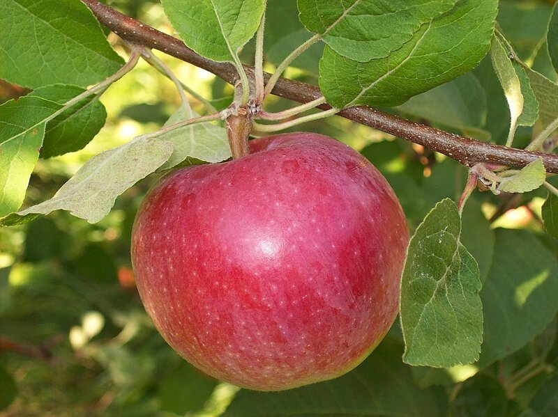 Red Apple on Tree — Natural