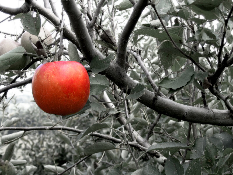 Red Apple on Tree