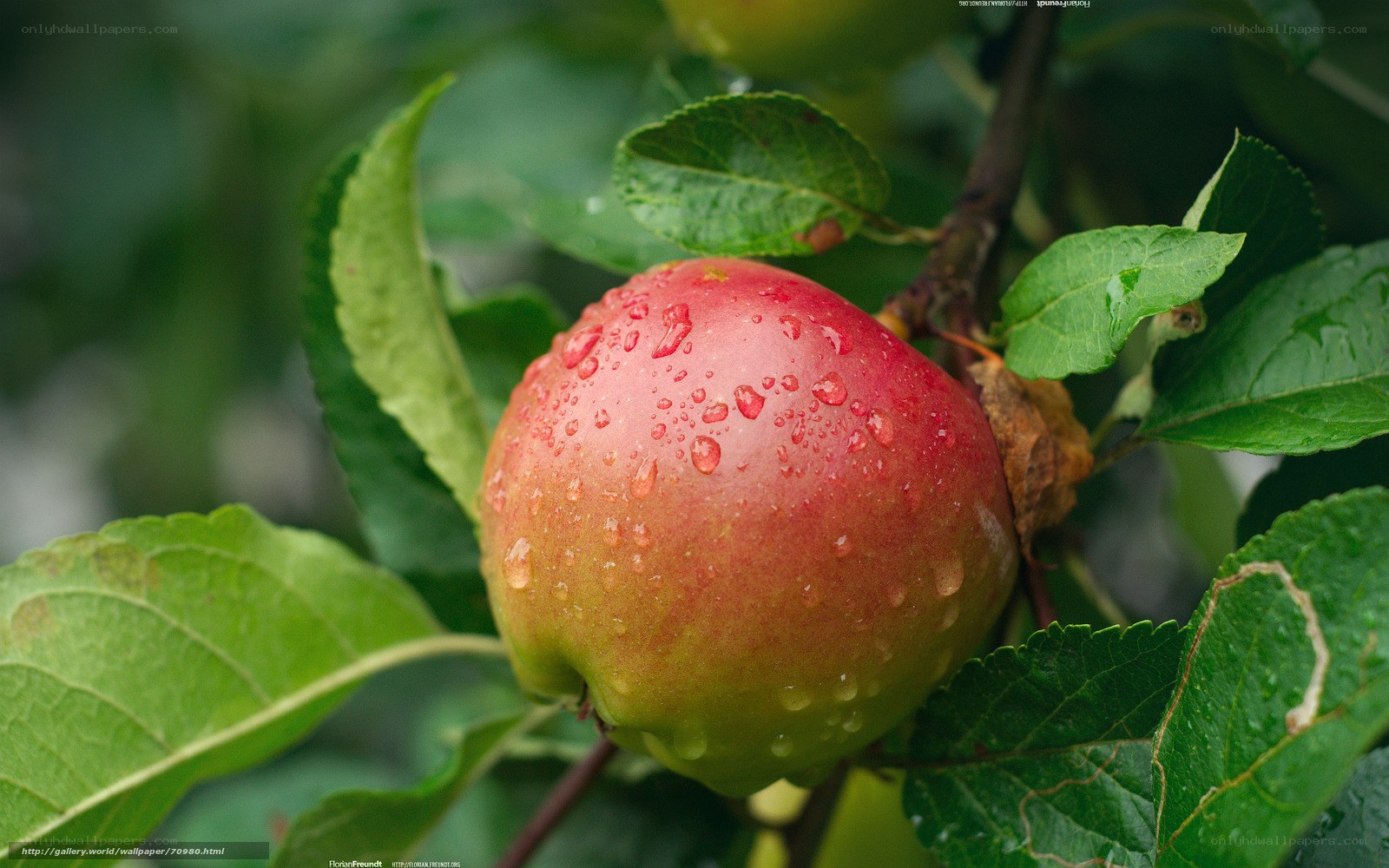 Red apple on tree with water droplets