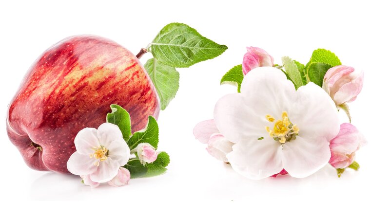 Red Apple with Blossoms — Serene