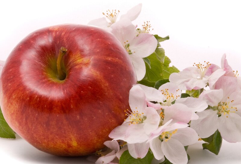 Red apple with blossoms