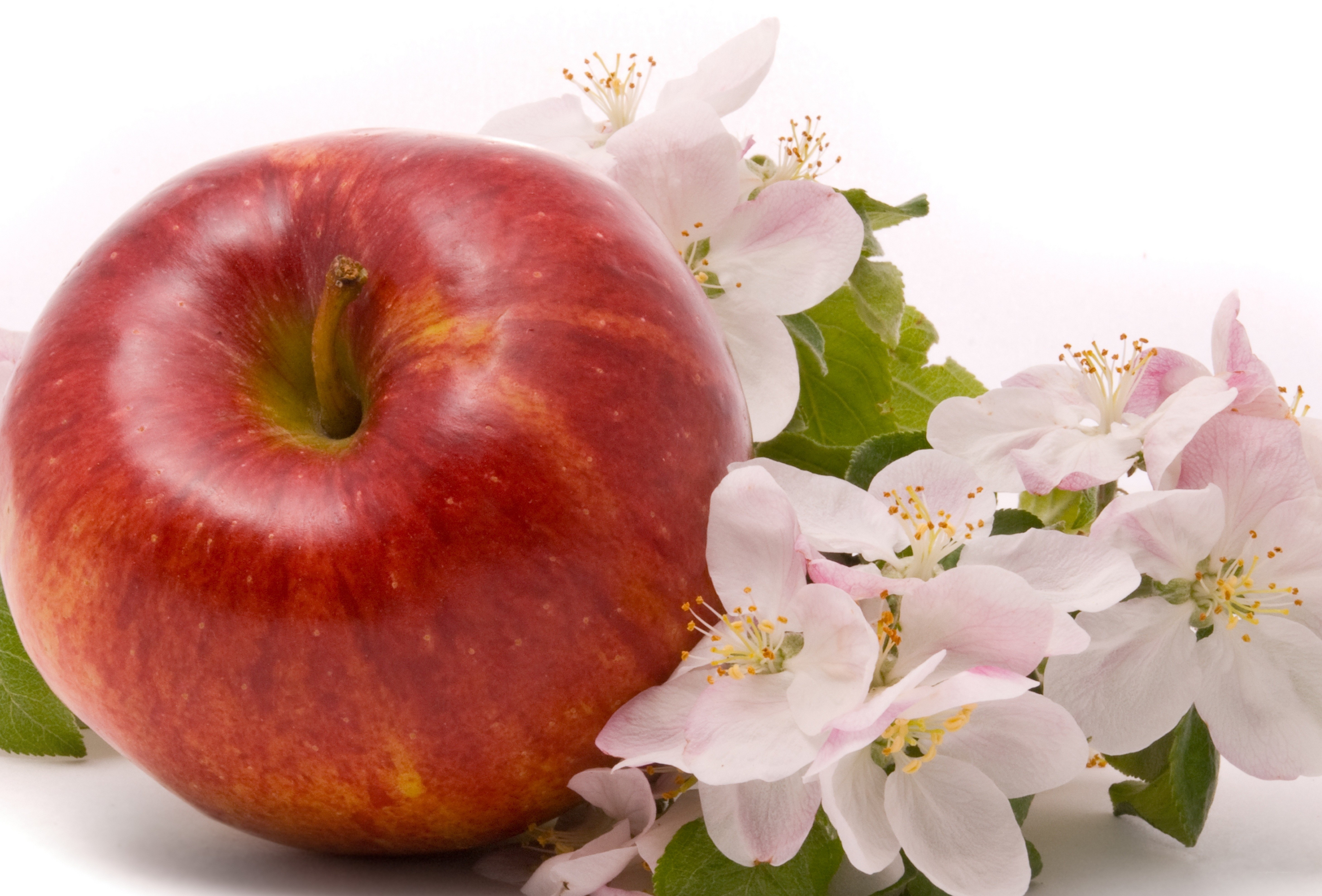 Red apple with blossoms