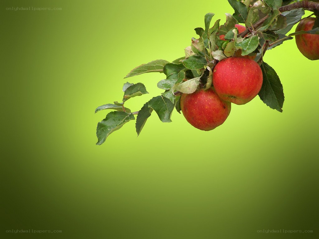 red apples on a branch