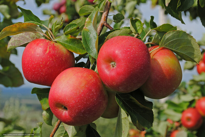 red apples on a tree branch