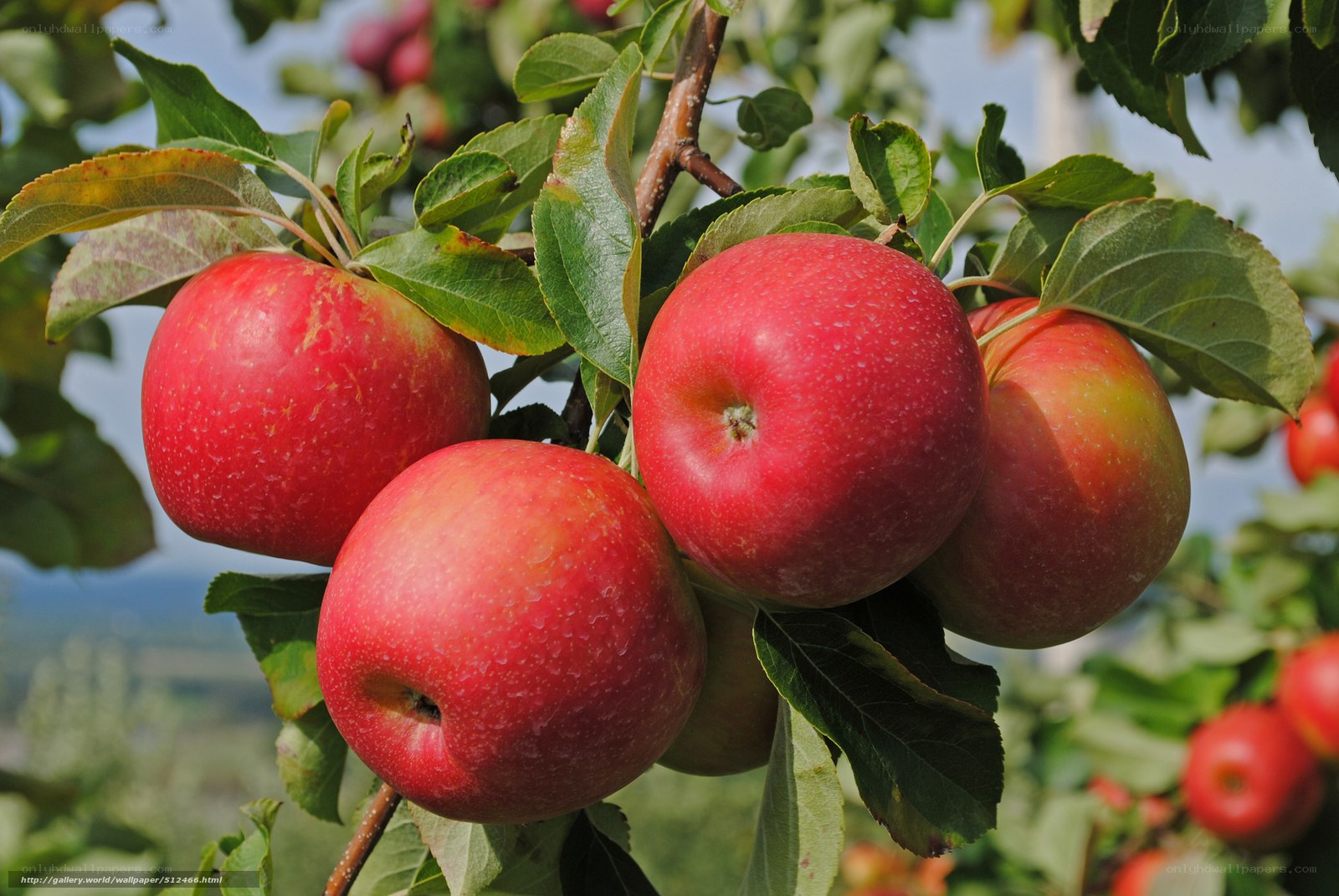 red apples on a tree branch